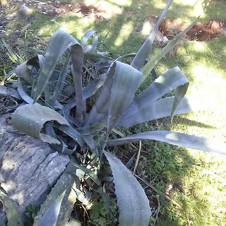 Private Carevic 게스트하우스 두브로브니크