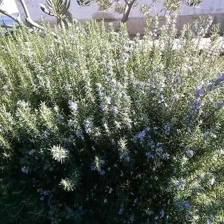 察雷维奇私人旅馆 招待所