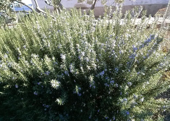 Private Carevic Penzion