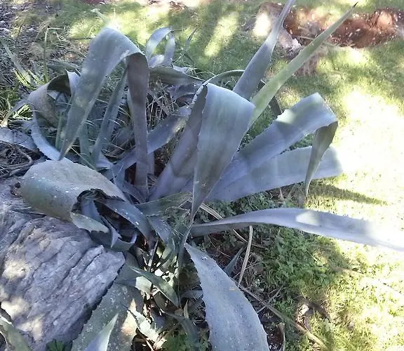 Private Carevic Guest house Dubrovnik